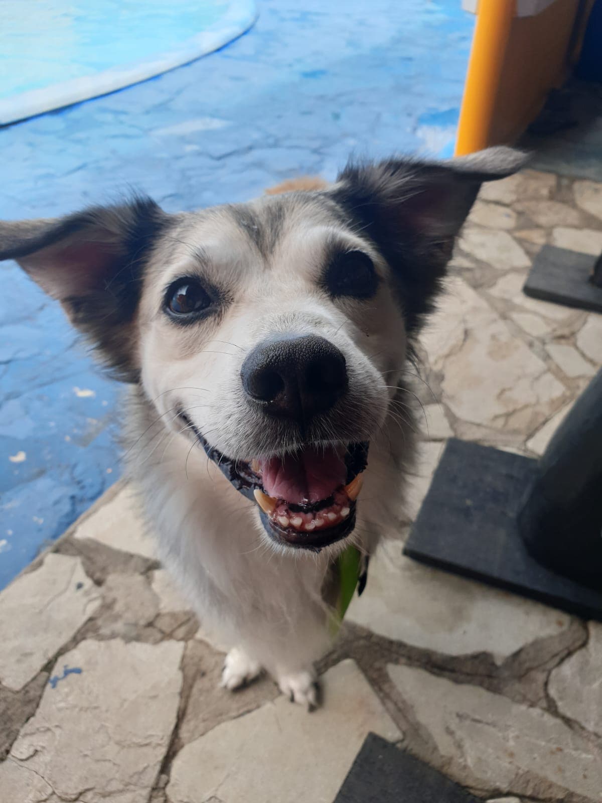 My dog smiling, his name is Thor